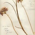Allium narcissiflorum Hábito