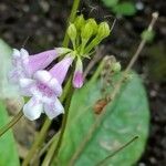 Tetranema roseum Flower