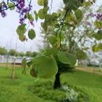 Cercis occidentalis Hostoa