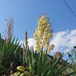 Yucca gloriosaKwiat