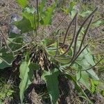 Wyethia sagittata Leht