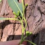 Eucalyptus botryoides Плод