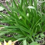 Narcissus cyclamineus Yaprak