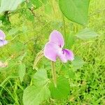 Vigna vexillata Fruto