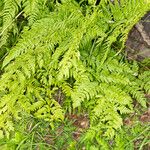 Dryopteris expansa Leaf