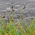 Carex saxatilis Habitatea