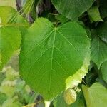 Tilia dasystyla Deilen