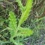 Tyrimnus leucographus Leaf