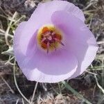 Calochortus flexuosus Blodyn