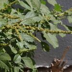 Amaranthus blitum Žiedas