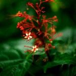 Clerodendrum paniculatum Flor