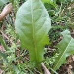 Taraxacum clemens Hoja