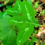 Passiflora lutea Φύλλο