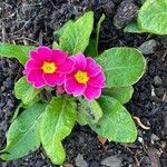 Primula vulgarisBlüte