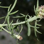 Centaurea corymbosa 其他