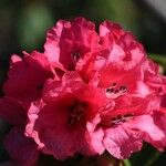 Rhododendron barbatum Flor