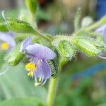 Tinantia erecta Blüte
