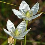 Parnassia glauca Fleur