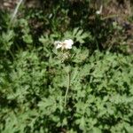 Potentilla douglasii ᱛᱟᱦᱮᱸ