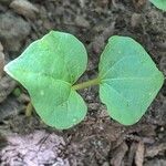 Parthenocissus vitacea Leaf