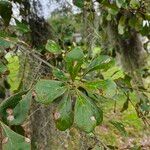 Quercus nigra Feuille