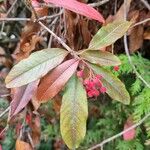 Cotoneaster frigidus Habitus