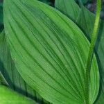 Cypripedium calceolus List