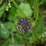 Epikeros pyrenaeus 花