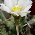 Tephrocactus articulatus Flower