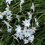 Ipheion uniflorum Habit