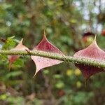 Rosa omeiensis Rinde