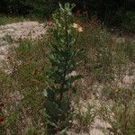 Asclepias arenaria Habit