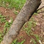 Jacaranda cuspidifolia Corteza
