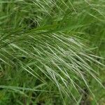 Bromus sterilis Blad