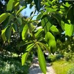 Aesculus californica Hostoa