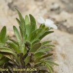 Androsace pubescens Habit