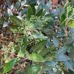 Photinia arbutifolia Leaf