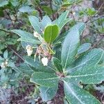 Arbutus unedo 叶