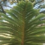 Araucaria columnarisഇല