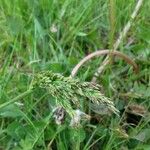 Poa pratensis Цвят