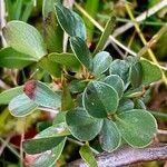 Salix retusa Leaf