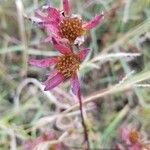 Bidens frondosaFiore