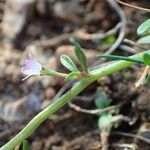 Lythrum tribracteatum 花