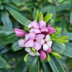 Daphne sericea Квітка