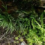 Asplenium x alternifolium 形態