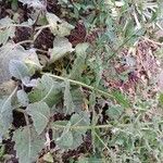 Salvia argentea Costuma