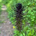 Phyteuma ovatum 花