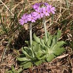 Primula laurentiana عادت