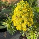 Aeonium arboreum Blüte