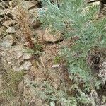 Artemisia absinthiumFolla